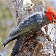 Callocephalon fimbriatum at Deakin, ACT - suppressed