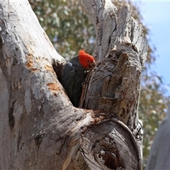 Callocephalon fimbriatum at Deakin, ACT - suppressed