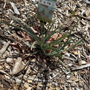 Lomandra sp. at Curtin, ACT - 25 Oct 2024