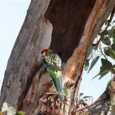 Platycercus eximius (Eastern Rosella) at Hughes, ACT - 24 Oct 2024 by LisaH