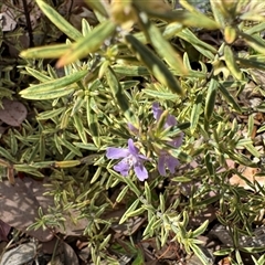 Westringia sp. at Curtin, ACT - 25 Oct 2024 02:47 PM