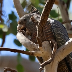 Callocephalon fimbriatum (Gang-gang Cockatoo) at Deakin, ACT - 25 Oct 2024 by LisaH