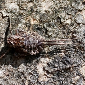 Fulgoroidea sp. (superfamily) at Deakin, ACT - 25 Oct 2024 11:02 AM