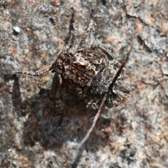 Fulgoroidea sp. (superfamily) at Deakin, ACT - 25 Oct 2024 11:02 AM