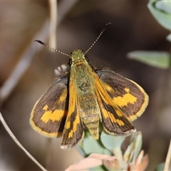 Ocybadistes walkeri (Green Grass-dart) at Deakin, ACT - 25 Oct 2024 by LisaH