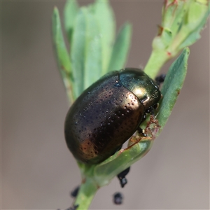 Chrysolina quadrigemina at Deakin, ACT - 25 Oct 2024