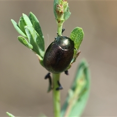 Chrysolina quadrigemina at Deakin, ACT - 25 Oct 2024