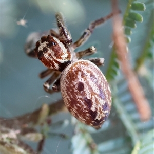 Opisthoncus serratofasciatus at Deakin, ACT - 25 Oct 2024 11:08 AM