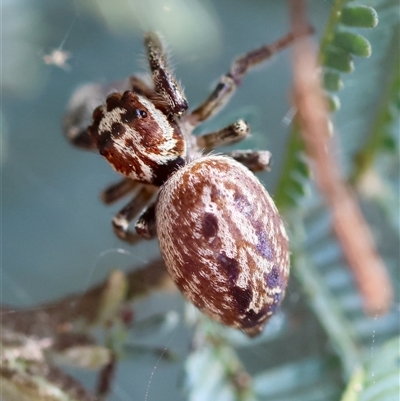 Opisthoncus serratofasciatus (Chevronned jumper) at Deakin, ACT - 25 Oct 2024 by LisaH