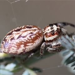 Opisthoncus serratofasciatus at Deakin, ACT - 25 Oct 2024 11:08 AM