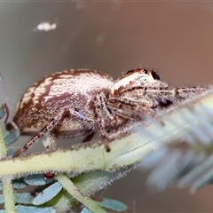 Opisthoncus serratofasciatus at Deakin, ACT - 25 Oct 2024 11:08 AM