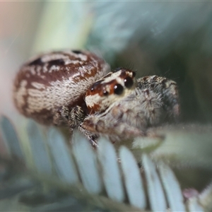 Opisthoncus serratofasciatus at Deakin, ACT - 25 Oct 2024 11:08 AM