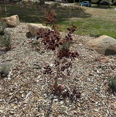 Cotinus coggygria (Smokebush) at Curtin, ACT - 25 Oct 2024 by Hejor1