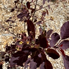 Cotinus coggygria at Curtin, ACT - 25 Oct 2024