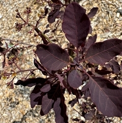 Cotinus coggygria at Curtin, ACT - 25 Oct 2024