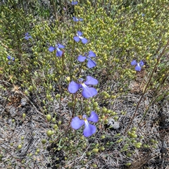 Lobelia sp. at Kalbarri National Park, WA - 23 Oct 2024 by HelenCross