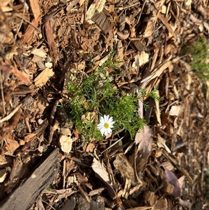 Brachyscome sp. at Curtin, ACT - 25 Oct 2024 02:51 PM