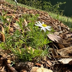 Brachyscome sp. at Curtin, ACT - 25 Oct 2024 02:51 PM