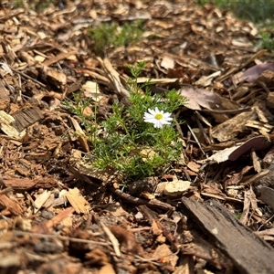 Brachyscome sp. at Curtin, ACT - 25 Oct 2024 02:51 PM