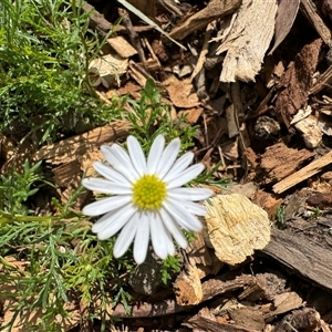 Brachyscome sp. at Curtin, ACT - 25 Oct 2024 02:51 PM