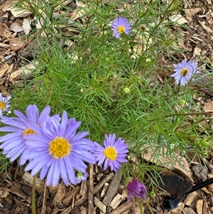 Brachyscome multifida at Curtin, ACT - 25 Oct 2024