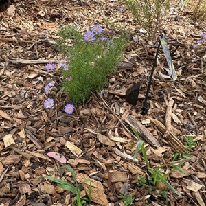 Brachyscome multifida at Curtin, ACT - 25 Oct 2024