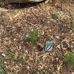 Brachyscome multifida at Curtin, ACT - 25 Oct 2024 02:51 PM