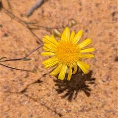 Unidentified Daisy at Kalbarri National Park, WA - 23 Oct 2024 by HelenCross