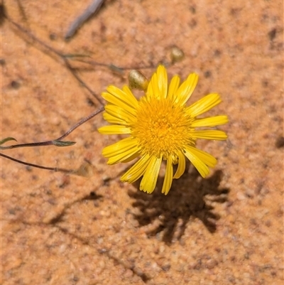 Unidentified Daisy at Kalbarri National Park, WA - 23 Oct 2024 by HelenCross