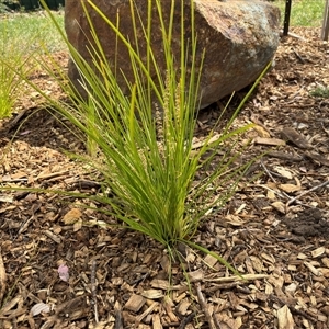 Lomandra longifolia at Curtin, ACT - 25 Oct 2024