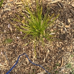 Lomandra longifolia at Curtin, ACT - 25 Oct 2024