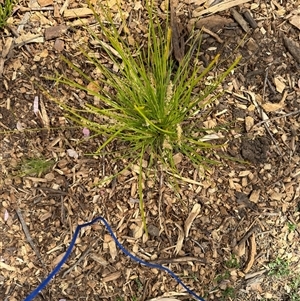 Lomandra longifolia at Curtin, ACT - 25 Oct 2024