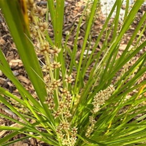 Lomandra longifolia at Curtin, ACT - 25 Oct 2024 02:51 PM