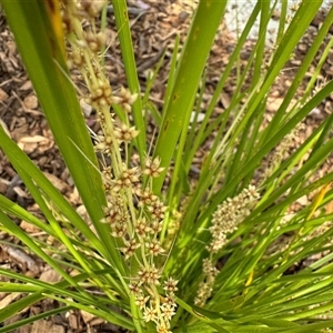 Lomandra longifolia at Curtin, ACT - 25 Oct 2024 02:51 PM