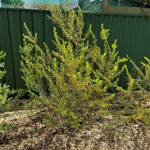 Acacia buxifolia subsp. buxifolia at Curtin, ACT - 25 Oct 2024