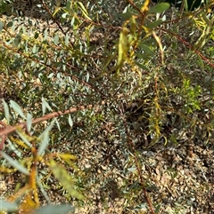 Acacia buxifolia subsp. buxifolia at Curtin, ACT - 25 Oct 2024