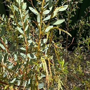 Acacia buxifolia subsp. buxifolia at Curtin, ACT - 25 Oct 2024