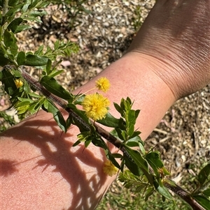 Acacia paradoxa at Curtin, ACT - 25 Oct 2024