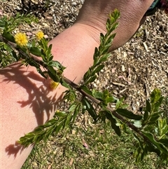 Acacia paradoxa at Curtin, ACT - 25 Oct 2024