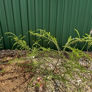 Acacia paradoxa at Curtin, ACT - 25 Oct 2024