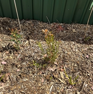 Melaleuca sp. at Curtin, ACT - 25 Oct 2024