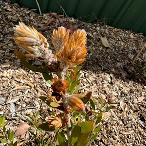 Melaleuca sp. at Curtin, ACT - 25 Oct 2024