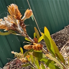 Melaleuca sp. at Curtin, ACT - 25 Oct 2024