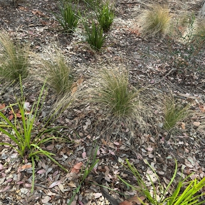 Poa sp. (A Snow Grass) at Curtin, ACT - 25 Oct 2024 by Hejor1