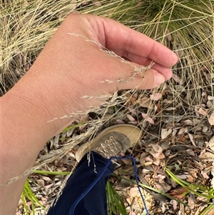 Poa sp. at Curtin, ACT - 25 Oct 2024