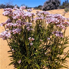 Boronia sp. at Kalbarri National Park, WA - 23 Oct 2024 by HelenCross