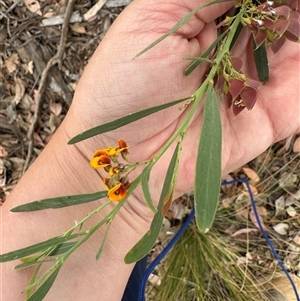 Daviesia mimosoides at Curtin, ACT - 25 Oct 2024