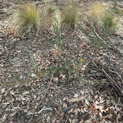 Daviesia mimosoides at Curtin, ACT - 25 Oct 2024