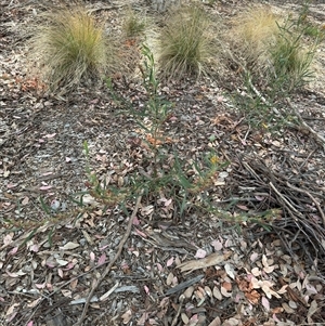 Daviesia mimosoides at Curtin, ACT - 25 Oct 2024 02:54 PM