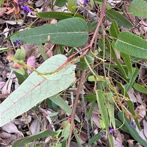 Hardenbergia violacea at Curtin, ACT - 25 Oct 2024